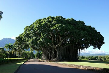 Obraz premium Banyan Tree along a road in Kauai, Hawaii, on a sunny day. Use Tourism