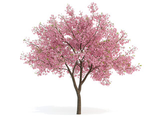 Naklejka premium 春の訪れを感じる満開の桜の木｜和風デザインにも最適