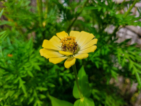 Zania Elegans flowers are yellow in color. This flower has many colors.
