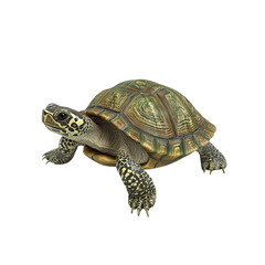 Obraz premium Close-up of a Yellow-margined Box Turtle (Cuora flavomarginata)