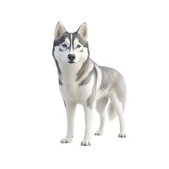 Majestic Siberian Husky Dog Portrait - Studio Shot