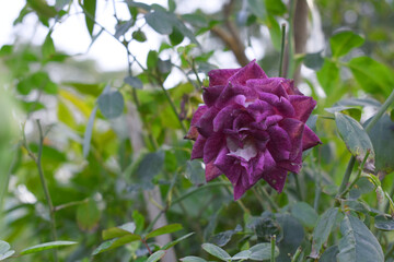 Beautiful dark red rose flower closeup in garden, A very beautiful dark red rose flower bloomed on the rose tree, Rose flower closeup, bloom flowers, Natural spring flower, Natural floral background,