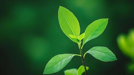 Fototapeta premium Close Up of Vibrant Green Leaves on a Young Plant
