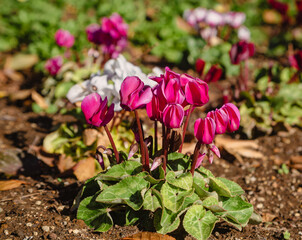 見福公園シクラメンの花52