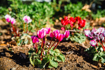 見福公園シクラメンの花41