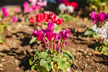 見福公園シクラメンの花38