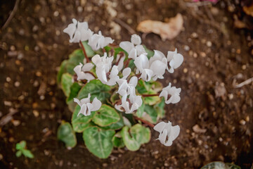 見福公園シクラメンの花25