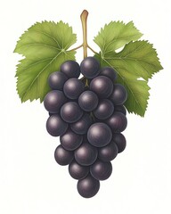 Obraz premium Wine Tasting in Rustic Vineyards Vibrant illustration of dark grapes on vine.