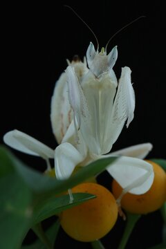 close-up photograph of an orchid mantis, also known as Hymenopus coronatus. The mantis is facing forward and looking directly at the camera, 14 February 2025 Indonesia
