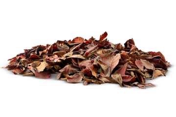 dried pile leaf trash isolated on white, transparent background. png