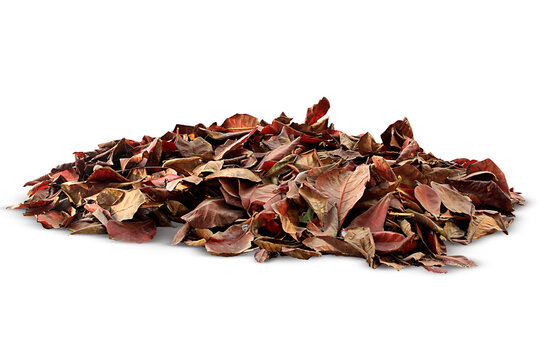 dried pile leaf trash isolated on white, transparent background. png