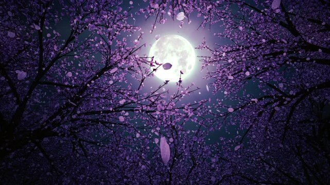 桜の森を見上げる 回転 ループアニメーション 満月と夜桜