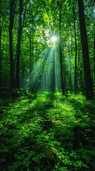 Naklejka premium Sunlight filtering through dense green forest, illuminating lush undergrowth and trees