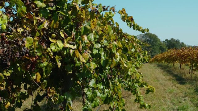 Close-up detail shot of vineyard leaves during a fall day in South Georgia. The camera smoothly pulls back, revealing rows of grapevines in a rustic countryside setting.