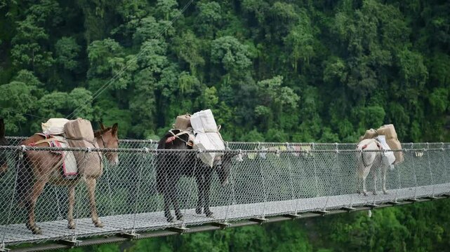 Bridge while Trekking in Nepal, Donkeys Carrying Bags as Porters for Hikers in the Himalayas Mountains, Tall Long and High Jhinu Danda Suspension Bridge in Annapurna Region with Beautiful Scenery