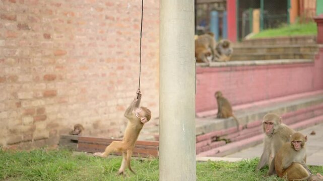 Funny Cheeky Baby Monkeys Playing in City, Urban Wildlife Funny Animals Shot of Playful Rhesus Macaque Monkey in Slow Motion Swinging on a Wire in Kathmandu in Nepal