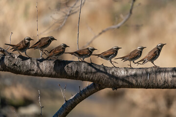 冬枯れの木の枝の上を歩いて渡るツグミの連写合成