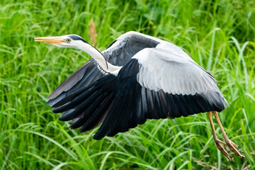 小川の上を夏草を背景に飛ぶアオサギ