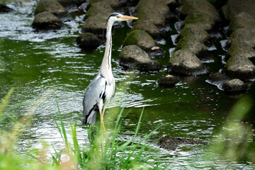 夏草を背景に小川の上に立ち上がるアオサギ