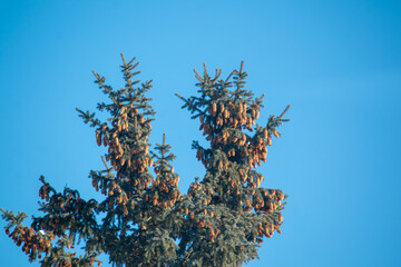 tree branches against blue sky