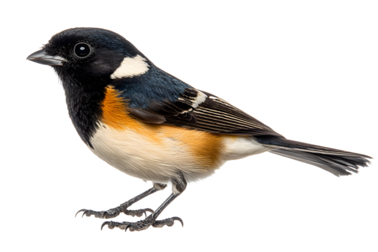 titmouse bird on a white background, great tit, Parus major, oxeye close up, spring. Symbol of optimism a