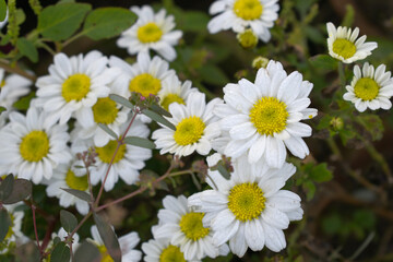 white Common daisy beautiful flowers with blur green background in garden, White beautiful daisies on a field in green grass, Oxeye daisy, Leucanthemum vulgare, Daisies, Dox-eye, Dog daisy in nature