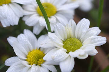 Fototapeta premium white Common daisy beautiful flowers with blur green background in garden, White beautiful daisies on a field in green grass, Oxeye daisy, Leucanthemum vulgare, Daisies, Dox-eye, Dog daisy in nature