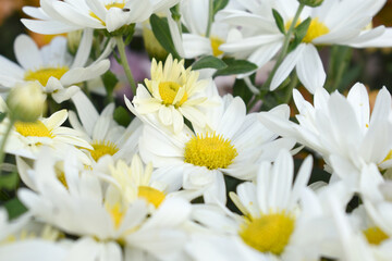 white Common daisy beautiful flowers with blur green background in garden, White beautiful daisies on a field in green grass, Oxeye daisy, Leucanthemum vulgare, Daisies, Dox-eye, Dog daisy in nature
