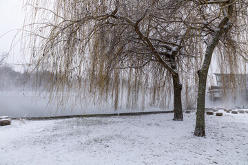 snow-covered willow tree by a frozen lake in winter © Sarolta Nagy