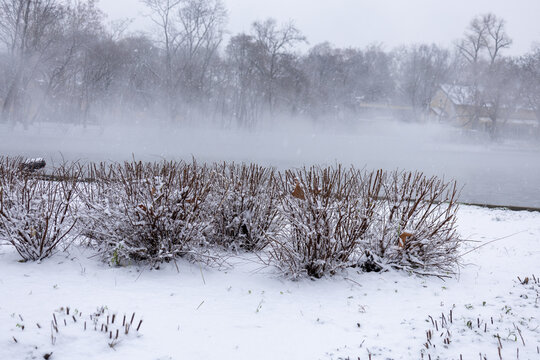 Snow-covered bushes in a misty winter park