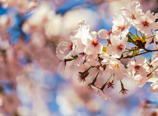 ソメイヨシノ桜55