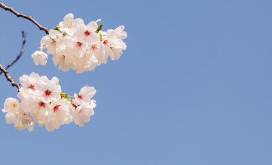 ソメイヨシノ桜50