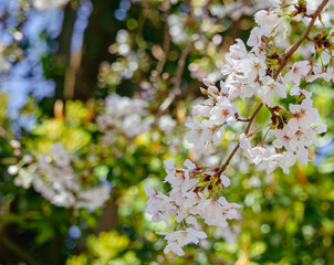 ソメイヨシノ桜48