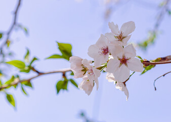 ソメイヨシノ桜17