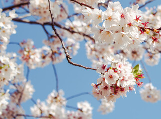 ソメイヨシノ桜10