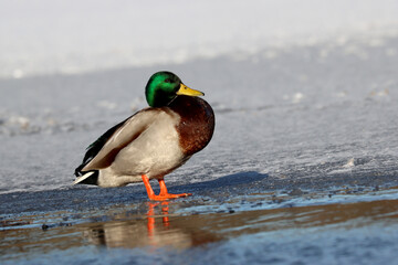 Mallard