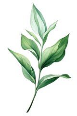 Fototapeta premium Botanical leaf plant herbs white background.