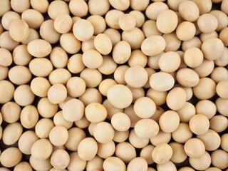 유기농 콩, 음식, 요리재료 