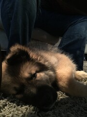 sleeping german shepherd cross puppy laying in a ray of sun