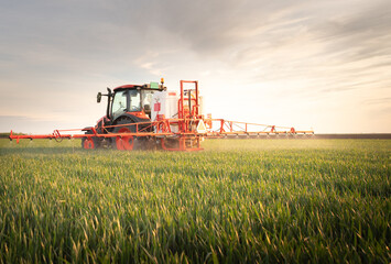 Fototapeta premium Tractor spraying pesticides wheat field.