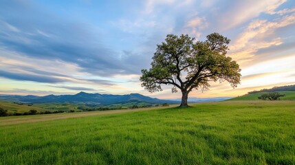 Lush Green Field Featuring a Solitary Tree With Distant Hillside Town Under Cloudy Blue Sky