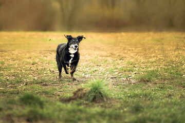 2024-03-09 A SENIOR SHEPARD MIX WITH A GRAY SNOUT SPRINTING ACROSS A GRASS FIELD WITH A INTENSE FOCUS WITH A BLURRED BACKGROUND AT THE OFF LEASH DOG AREA AT MARYMOOR PARK IN REDMOND WASHINGTON