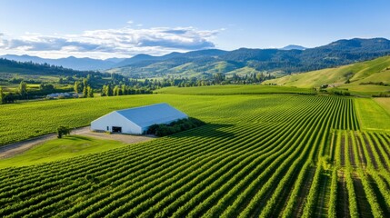 Fototapeta premium Verdant Vineyard Landscape with Lush Green Rows Against a Mountainous Backdrop