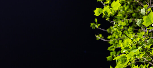 A green-leafed plant standing out against a black background