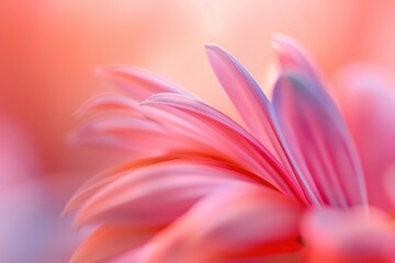 Naklejka premium Flower asteraceae blossom dahlia.