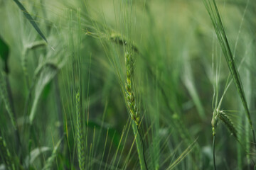 solo traveler in nature sightseeing concept with field of barley in organic farm in springtime season