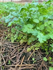 A lush coriander (cilantro) plant growing in a garden.