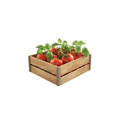 Tomatoes and Basil Isolated on a white background