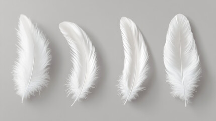 Obraz premium White fluffy feather with shadow vector realistic set isolated on transparent background. Feathers from wings of birds or angel, symbol of softness and purity, design element