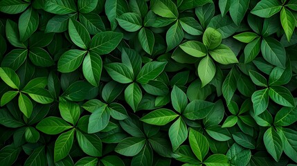 Dark Green Lush Foliage Texture Background